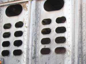 siler panel with holes cut out, the eye of a cow looking out from the dark