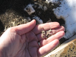 open hand holding some small gritty pebbles