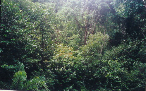 Cairns-tiny.jpg