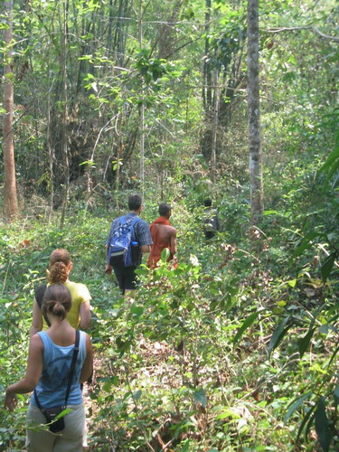 jungle.jpg
