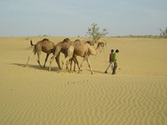 Jaiselmer.jpg