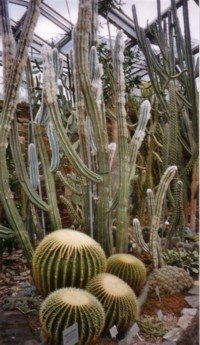 Berlin Botanic 1.jpg