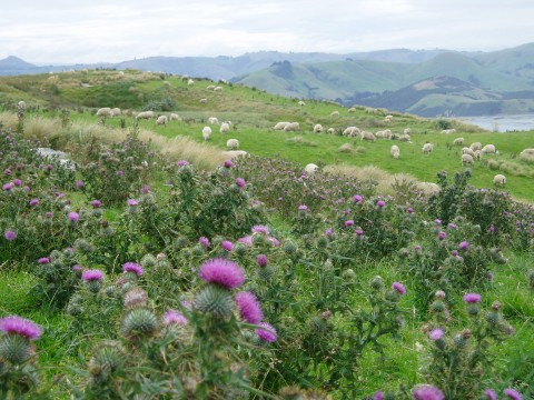 sheep.jpg