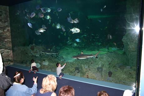 aquarium1.jpg