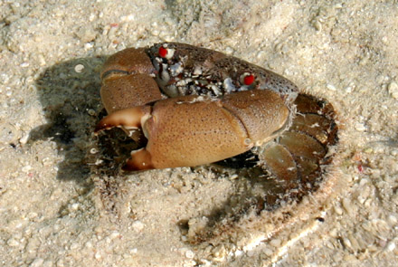 redeyecrab.jpg