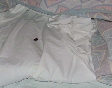 giant bug in bed