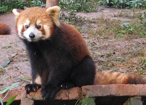 redpanda.jpg