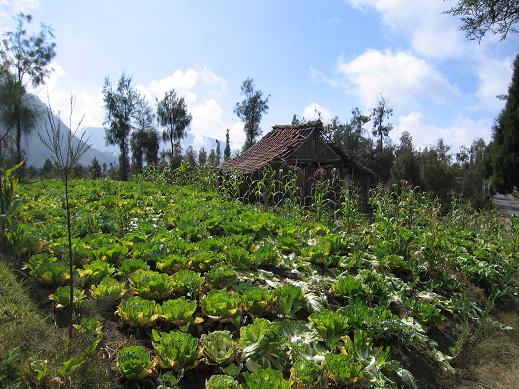 bromo_farm.jpg