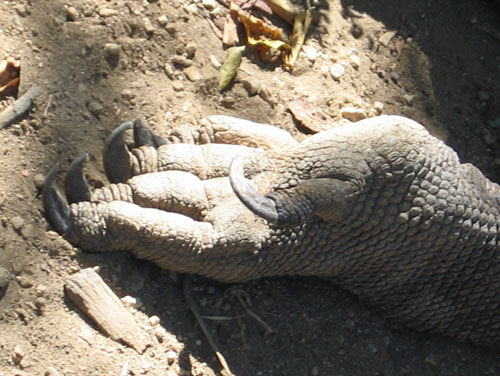 komodo_foot.jpg