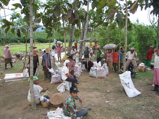 kopi_harvest_time.jpg