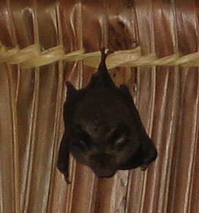 resident_bat.jpg