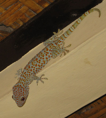 spotted_gecko.jpg