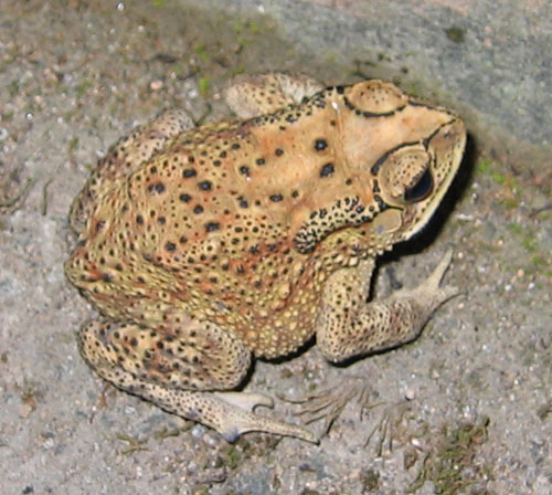 toad.jpg