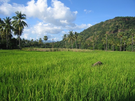 waiterang_ricefield.jpg