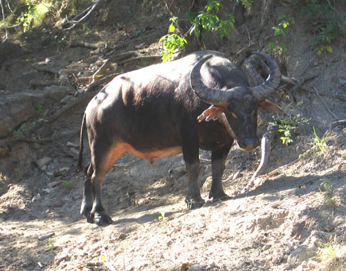 waterbuffalo.jpg