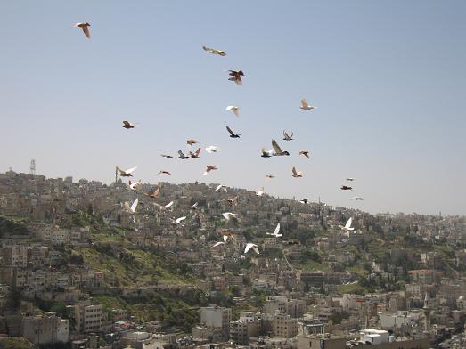 amman.jpg