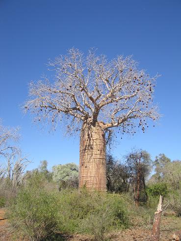 baobab.jpg