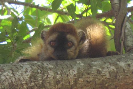 brownlemur.jpg