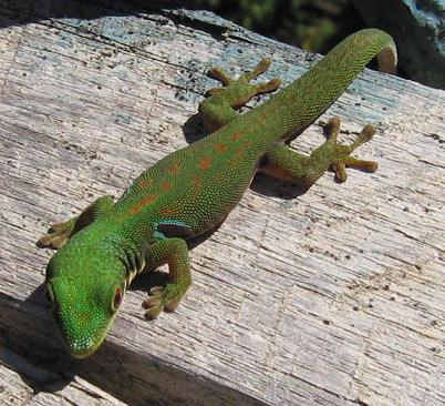 daygecko.jpg