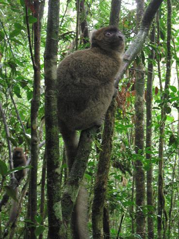 greaterbamboolemur.jpg