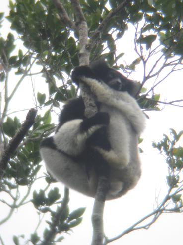 indri.jpg