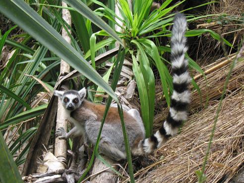 ringtailed2.jpg