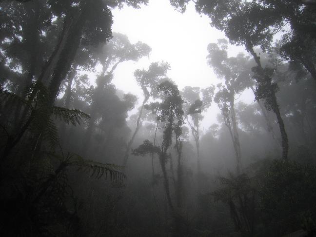 foggy_jungle.jpg