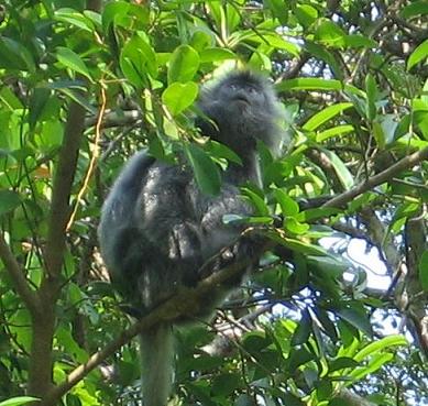 langur.jpg