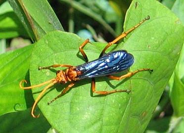 orange_blue_wasp.jpg