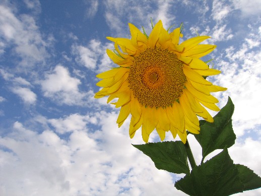 sunflower.jpg