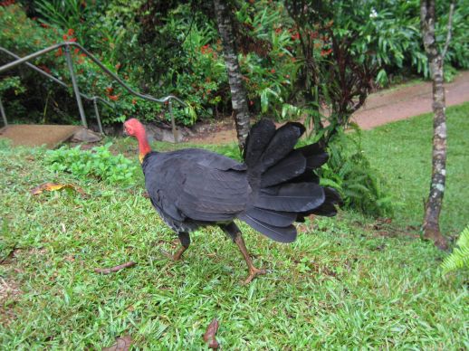 brushturkey.jpg