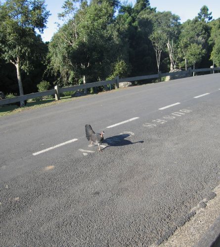 crosstheroad.jpg