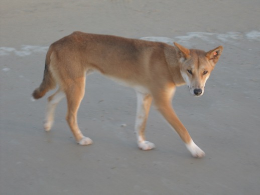 dingo1.jpg