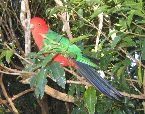 kingparrot.jpg