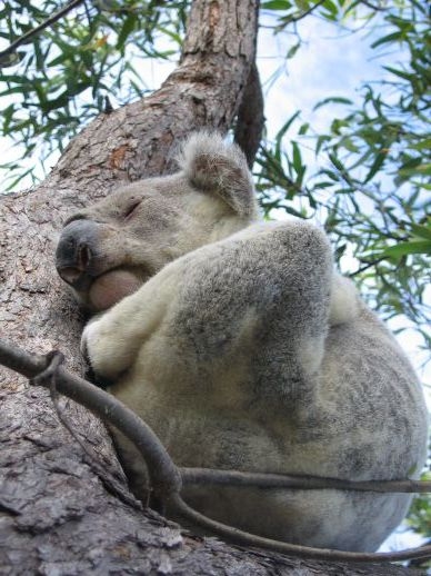 koala.jpg