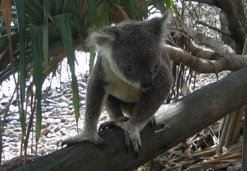 koala2.jpg