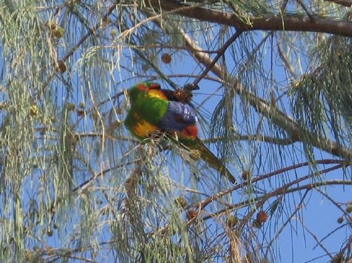 lorikeet.jpg