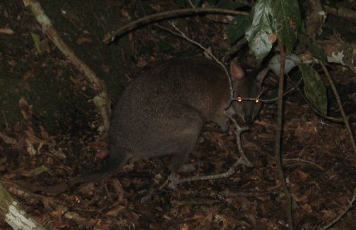 pademelon.jpg