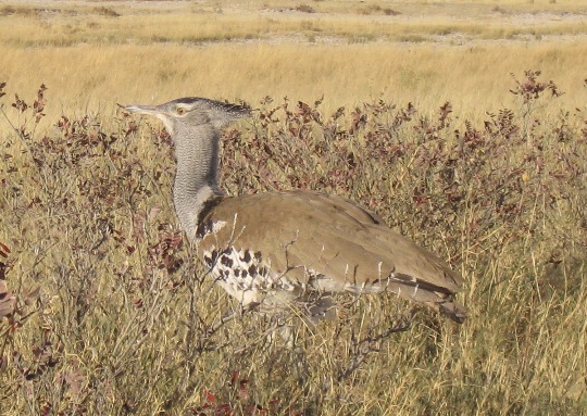 bustard.jpg