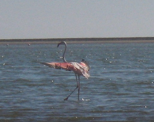 flamingo.jpg