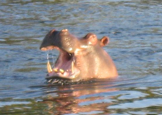 hippo.jpg