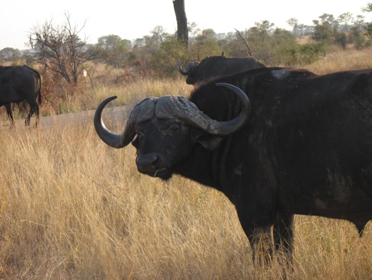 krugerbuffalo.jpg