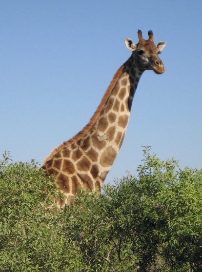 kruggiraffe.jpg