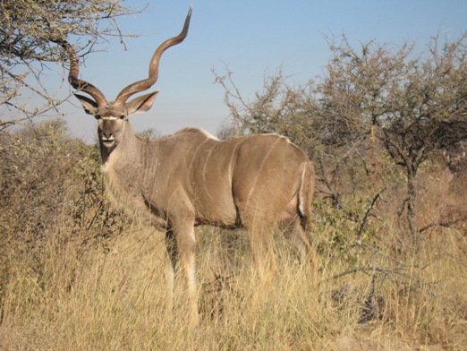 kudu.jpg