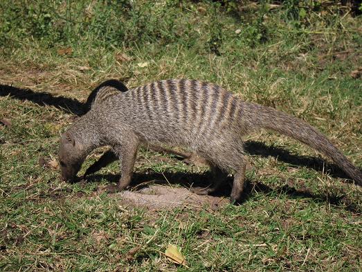 mongoose.jpg