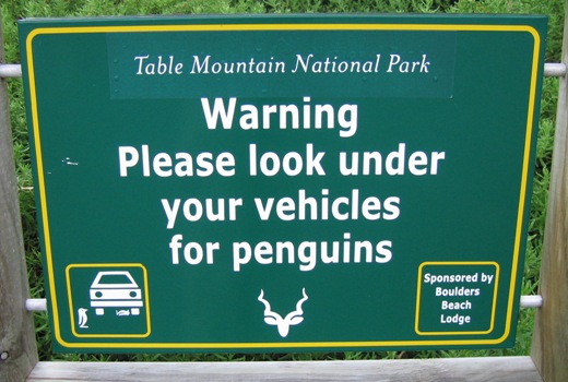 penguinundercar.jpg