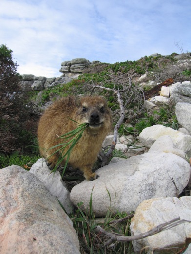 rockdassie2.jpg