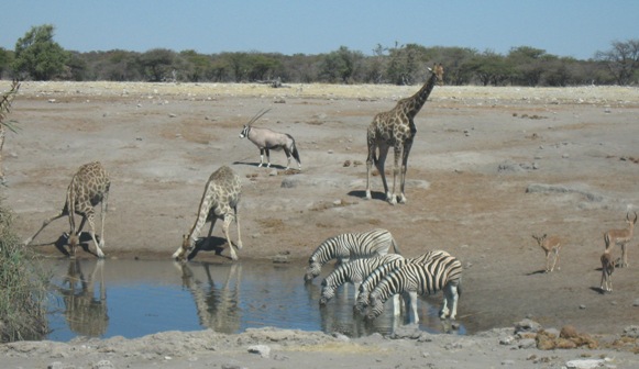 waterhole.jpg