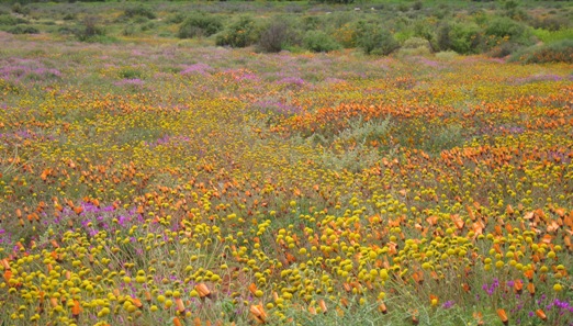 wildflowers2.jpg