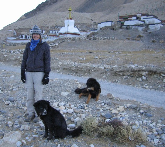 kandtibetandogs.jpg